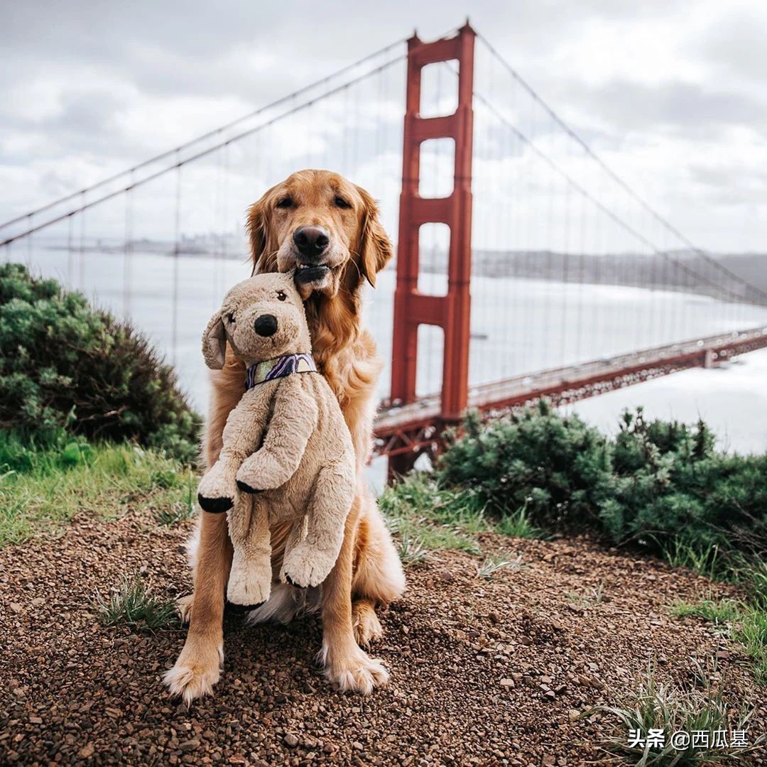 金毛出去耍了带东西回来,金毛带金毛去水上乐园