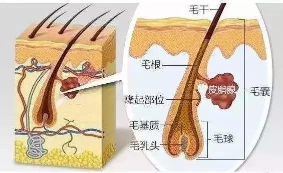 一个秃头的自救经验：最有效的“生发剂”只有这几种