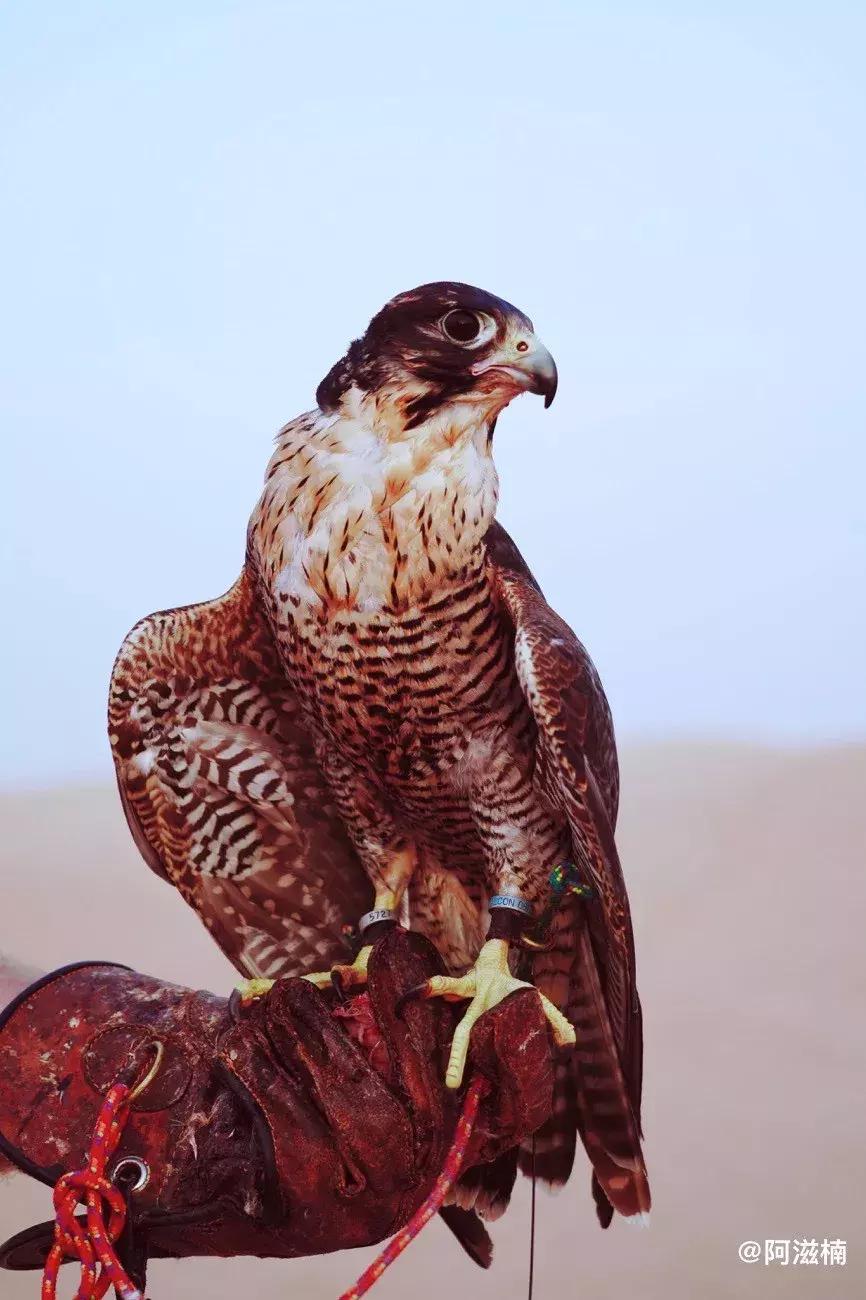 沙漠上的奇迹迪拜,沙漠奇迹之城攻略