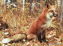 施华洛世奇望远镜el系列,施华洛世奇望远镜el8542