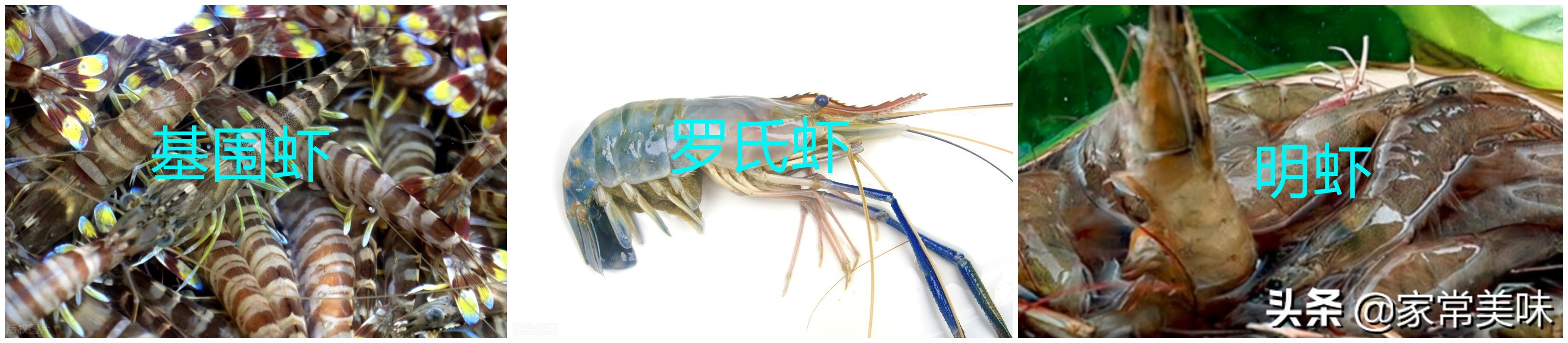 基围虾明虾沙虾罗氏虾大头虾,基围虾和罗氏虾营养区别