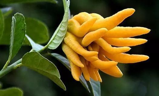 消除炎症的精油有哪些成分,十大必备的精油有哪些