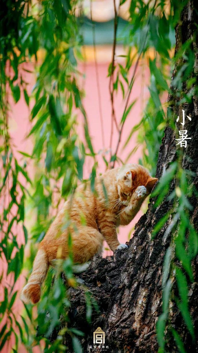 2021小暑品牌借势海报盘点,李子柒这次不灵了?