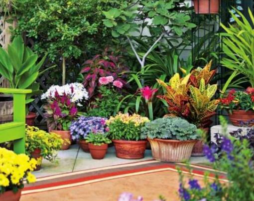 金边瑞香盆栽怎么养才能开花,金边瑞香花怎么养开花最棒