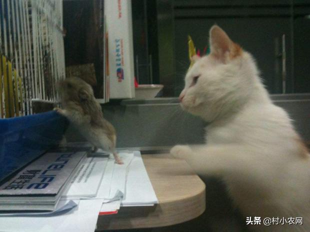 家里有老鼠怎么办老鼠吃什么,老鼠每个地方都有吗