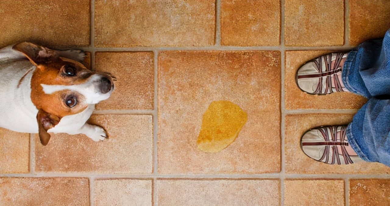 狗狗舔尿有血是什么原因,狗狗为什么喜欢舔其他狗狗的尿液