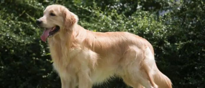 高智商的金毛,一只金毛的进化史