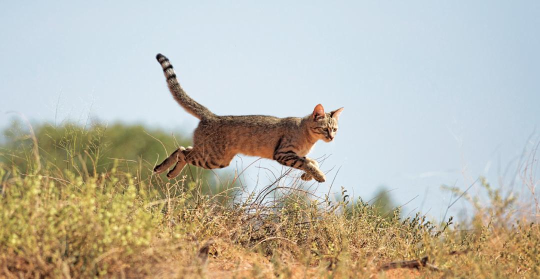 哪种猫最粘人最好养,哪种猫最温顺最粘人还比较便宜