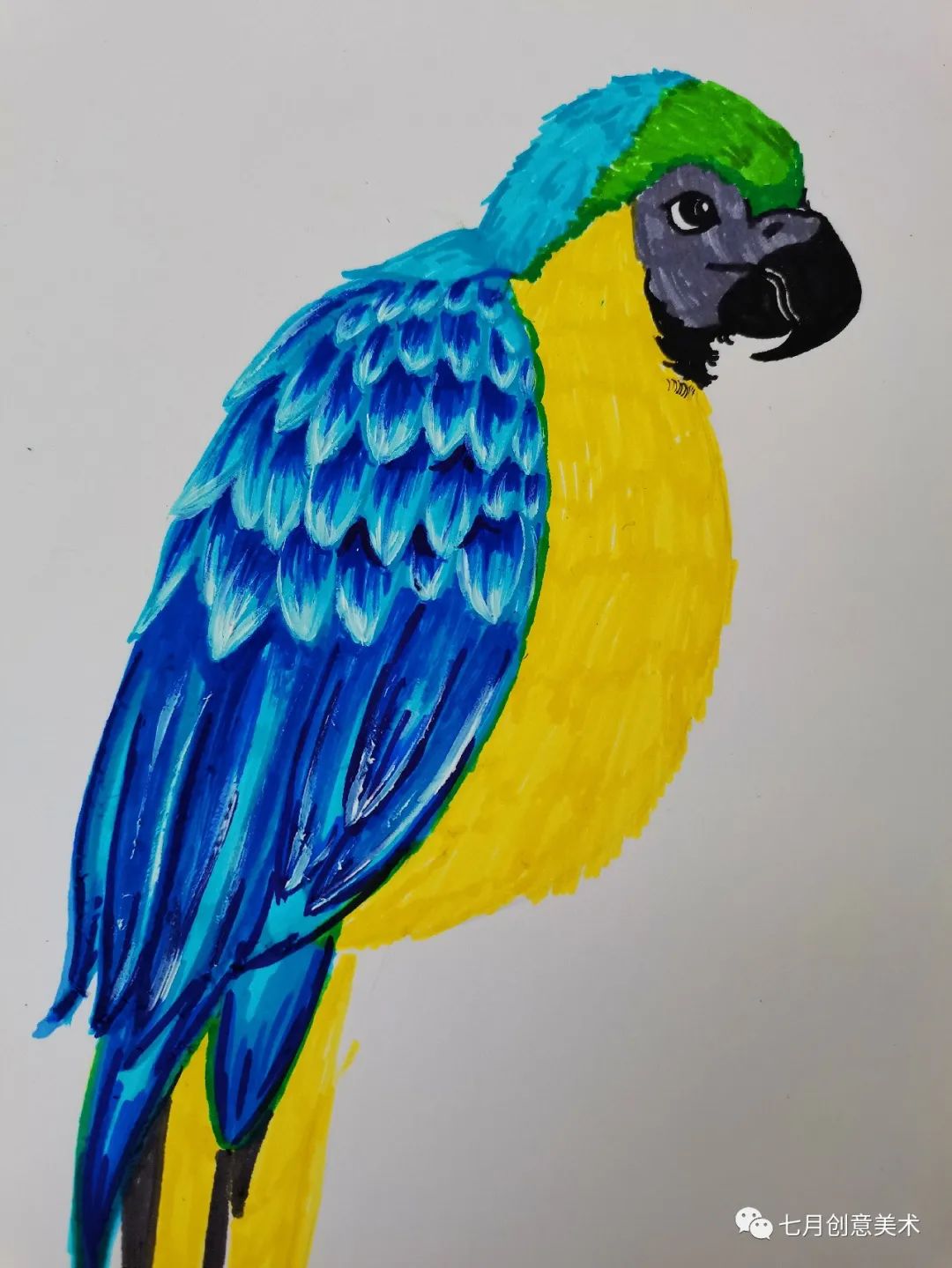 鹦鹉简笔画绘画小技巧,绘画鹦鹉
