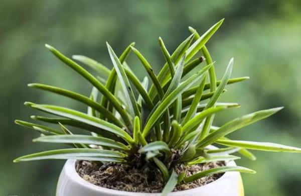 花盆土有盐碱怎么处理,怎么样才能改变花盆土的盐碱