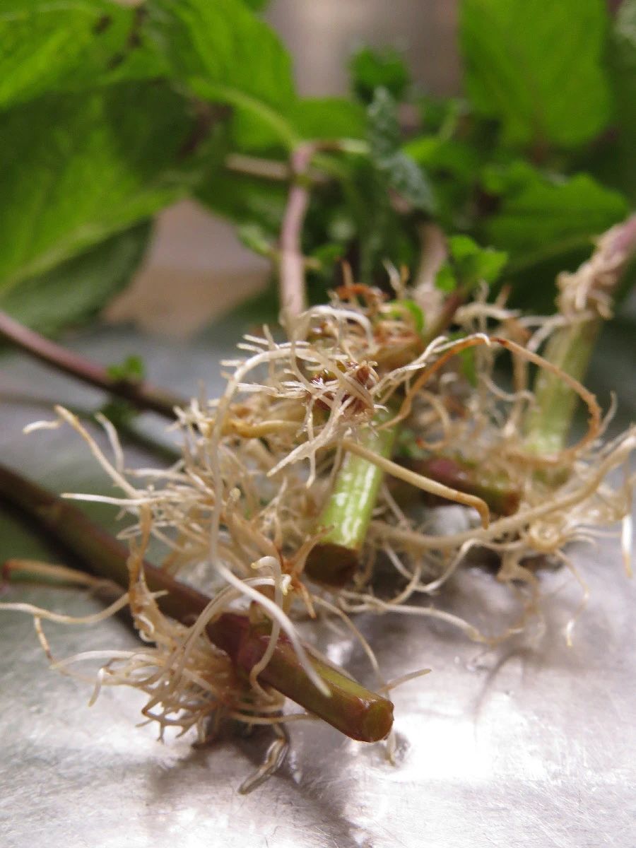 薄荷枝条扦插培养8天后得出结论,薄荷怎么繁殖水培