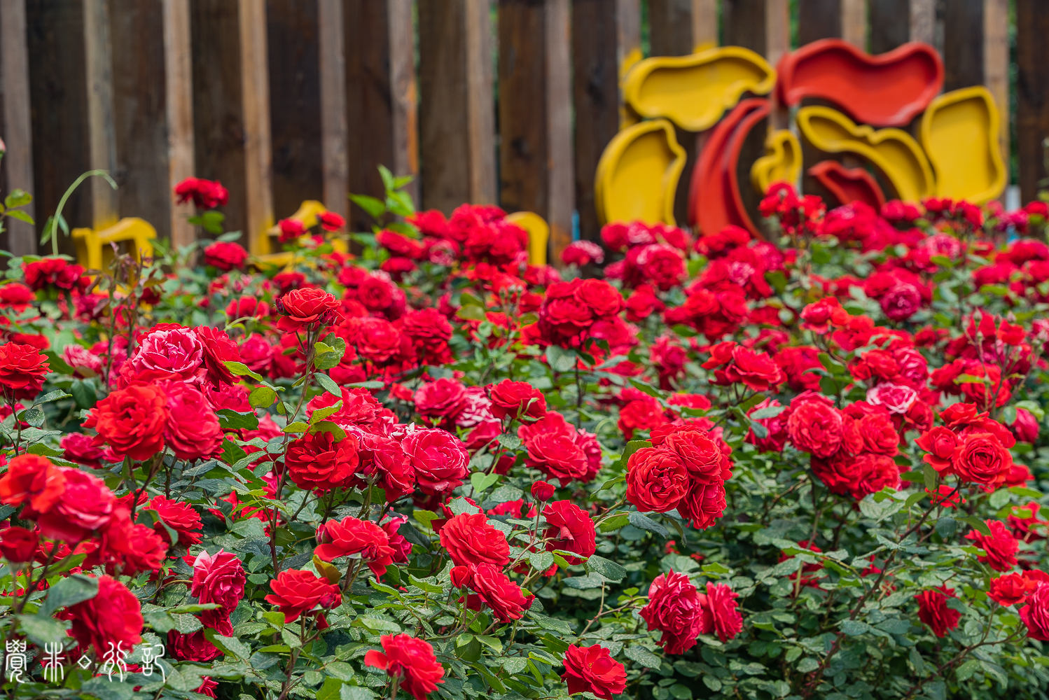 月季花中国特有品种,从中国运到欧洲的四种月季