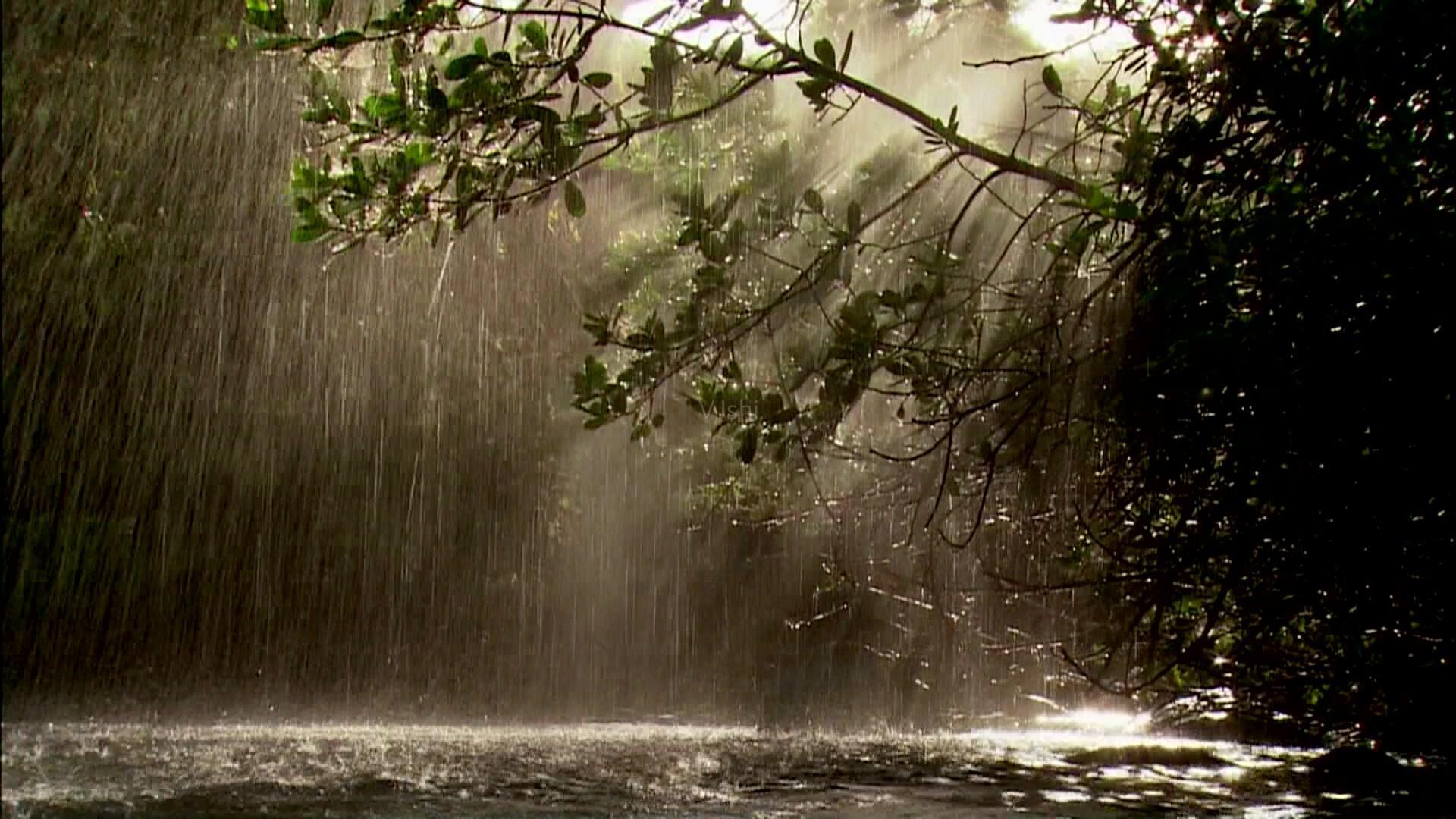 橡胶树一年产多少橡胶,轮胎的原材料是橡胶树吗