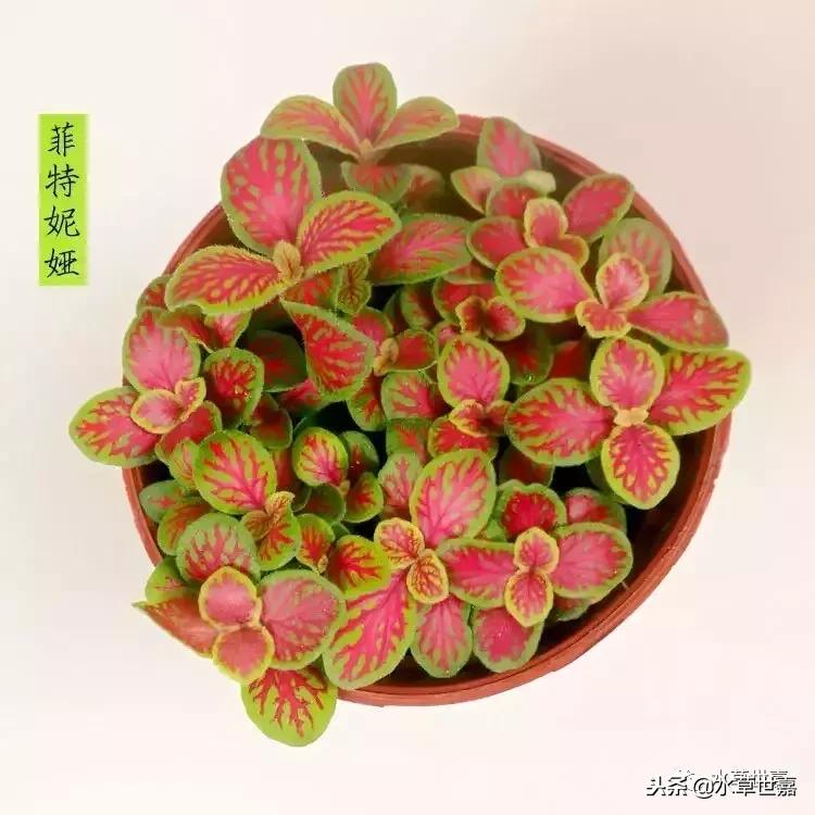 30cm水陆缸适合养什么,水陆缸植物前景中景后景搭配介绍