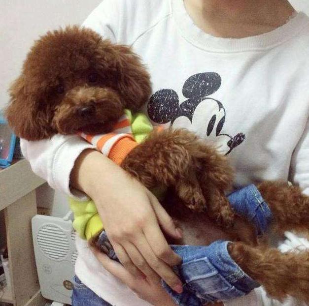 泰迪最讨厌的互动方式,泰迪最讨厌的四种抱法