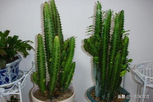 适合客厅养的树镇宅树,家庭养盆镇宅树