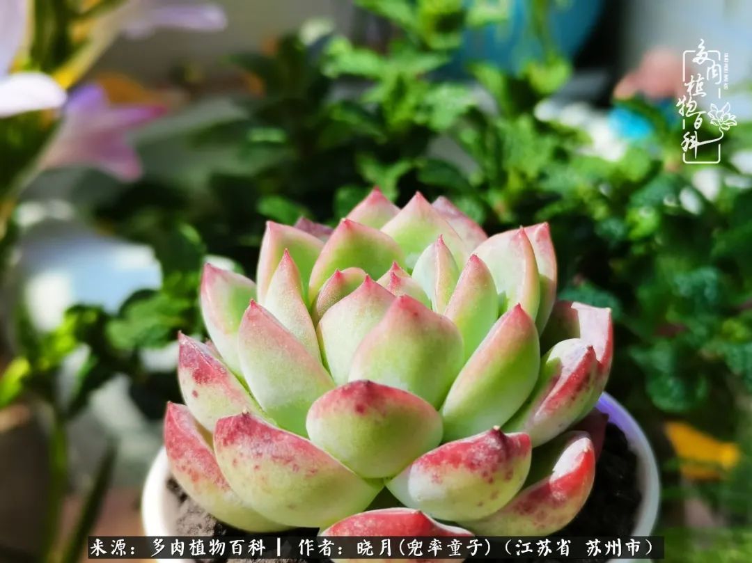 六年时间环游22个国家，却被多肉小萌物征服