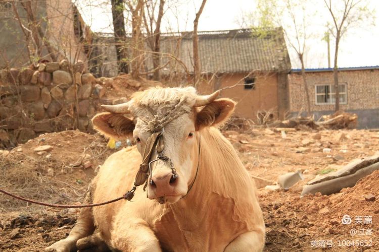 孙家岭的呼唤(下)