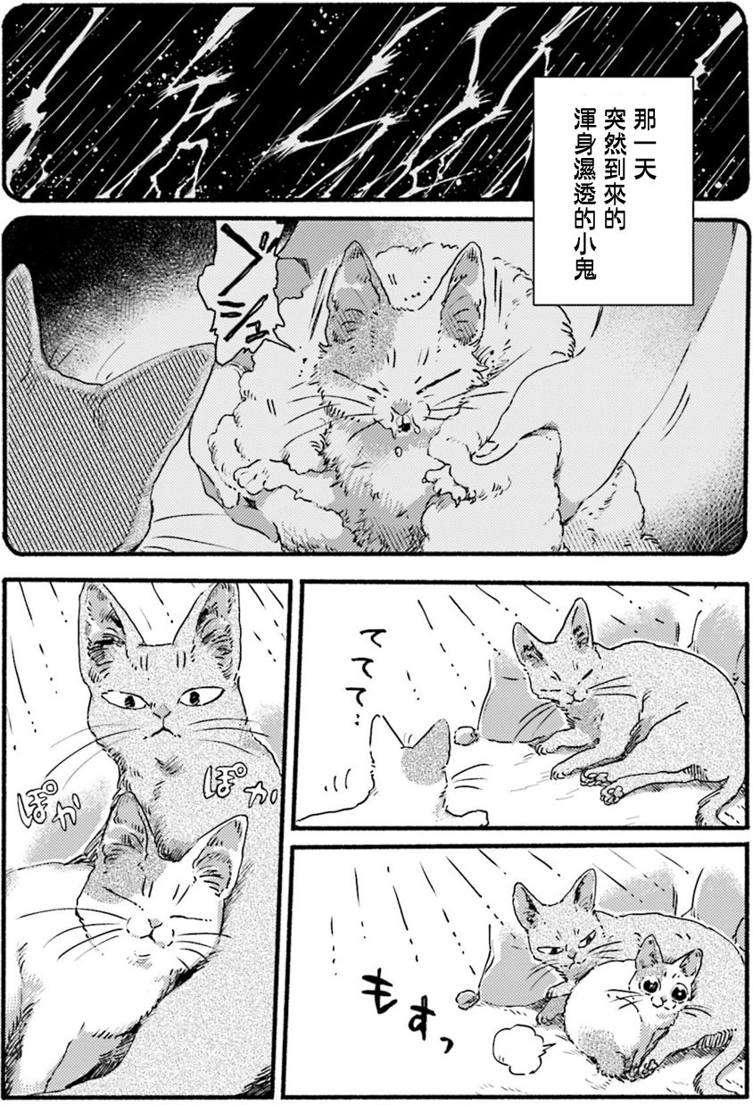 清新治愈！和3只猫一起生活的日子！又要骗我养猫！