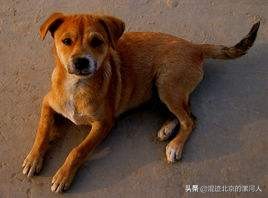 家狗突然不见了啥原因,农村的狗突然不见了是什么原因