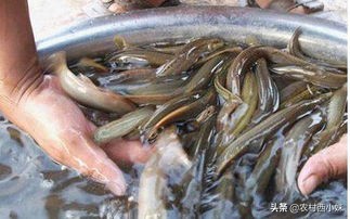 泥鳅气泡病怎么解决,泥鳅气泡病怎么办