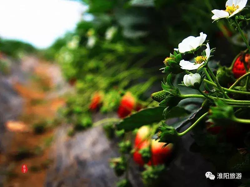 长亭外,古道边……原来淮阳古代的十里长亭竟然在这里
