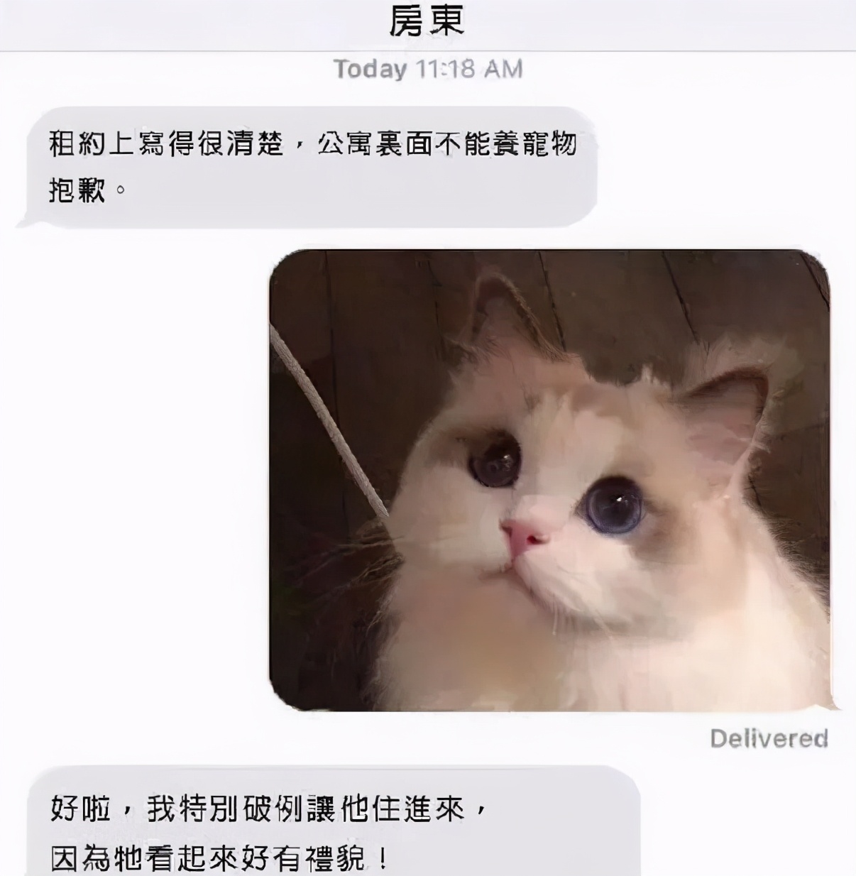 养了十多天的猫损失了几万元,偷偷养只猫最后全军覆没