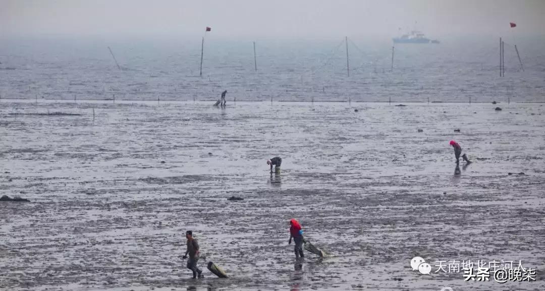 大连庄河赶海排名第一名,庄河赶海网红视频