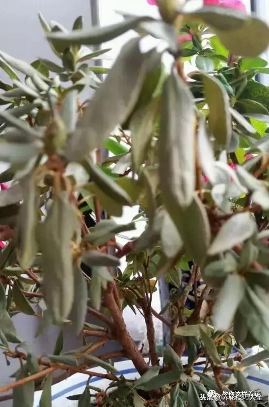 杜鹃花死了能活多久,快死的杜鹃花还能救活吗