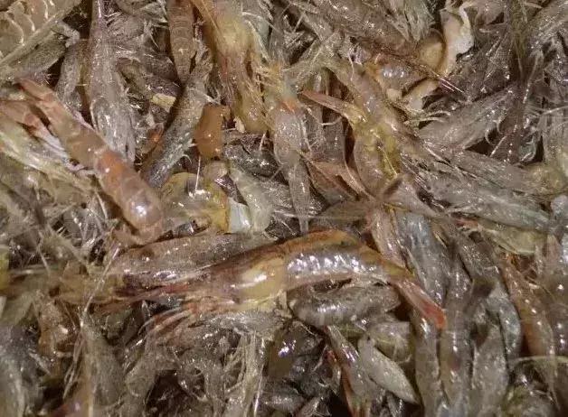 威海海鲜海肠,威海的海鲜有哪些品种