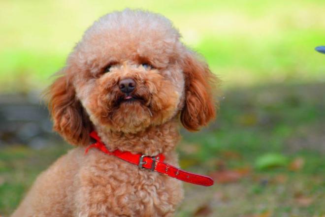 新手养泰迪是养公的还是母的好,养泰迪到底是养公的好还是母的好