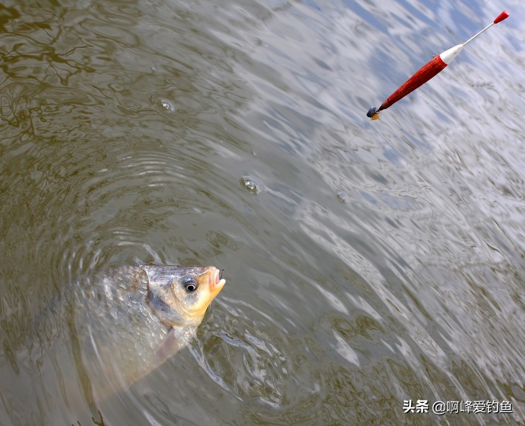 全游动矶钓线组可以远投吗,矶钓远投线组绑法详解