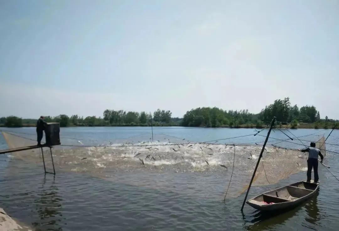 高发!牛蛙歪头、白内障养殖常见病,有效的防治对策是什么?