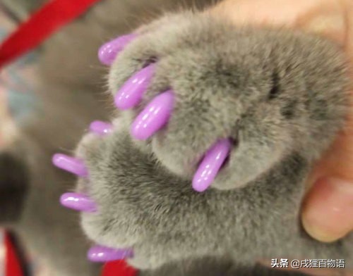 猫咪抓家具,猫咪老是乱抠乱抓怎么办