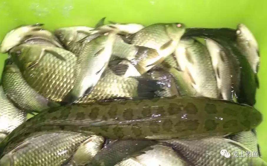 河道手竿钓鲤鱼,仁寿黑龙滩可以钓鱼吗