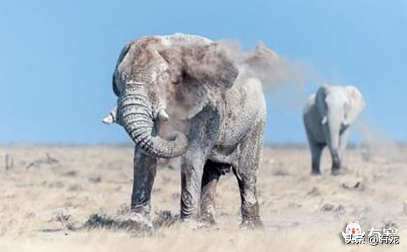 世界上怀孕周期最长的动物是什么,地球上寿命最长的动物是谁