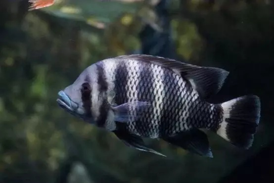 大马水族专营三湖慈鲷,三湖慈鲷鱼的饲养方法