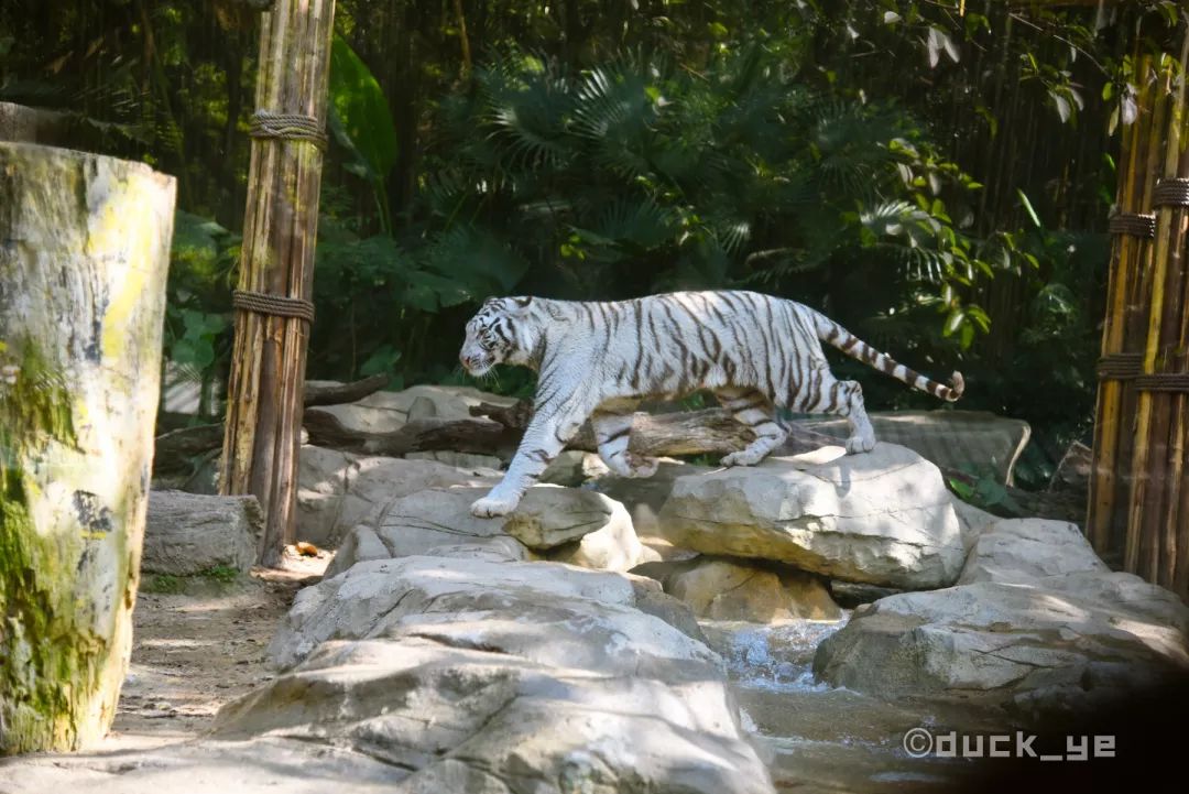 自驾长隆野生动物世界攻略,广州长隆野生动物世界旅游攻略