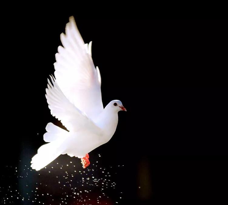 和平鸽~和平、友谊、团结、圣洁的象征
