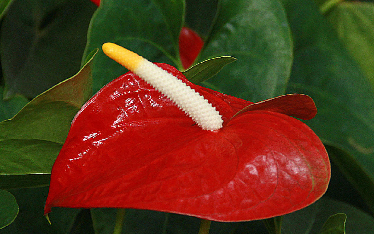 红掌买回家叶子越来越不好看,红掌的养护如何让它多开花