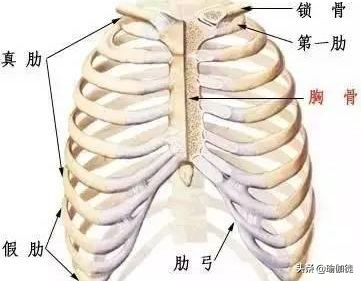 肋骨外翻扩胸运动的正确做法,改善肋骨外翻的运动