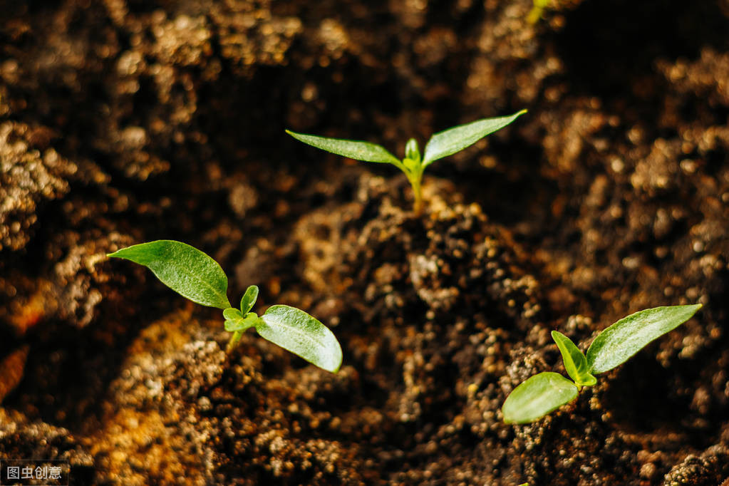辣椒定植15天后茎基部发紫,关于露地辣椒定植的有效管理方法