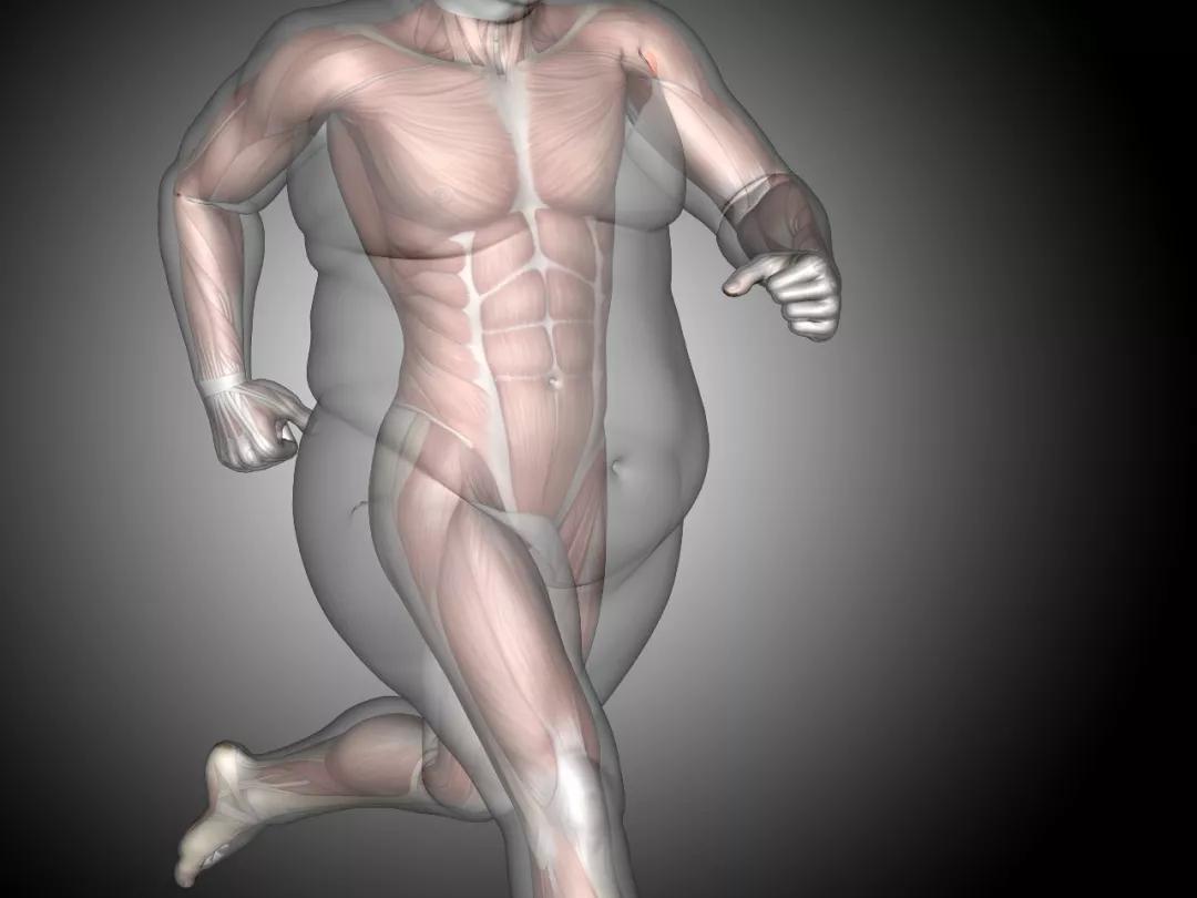 想除掉脂肪粒,想要彻底减肥