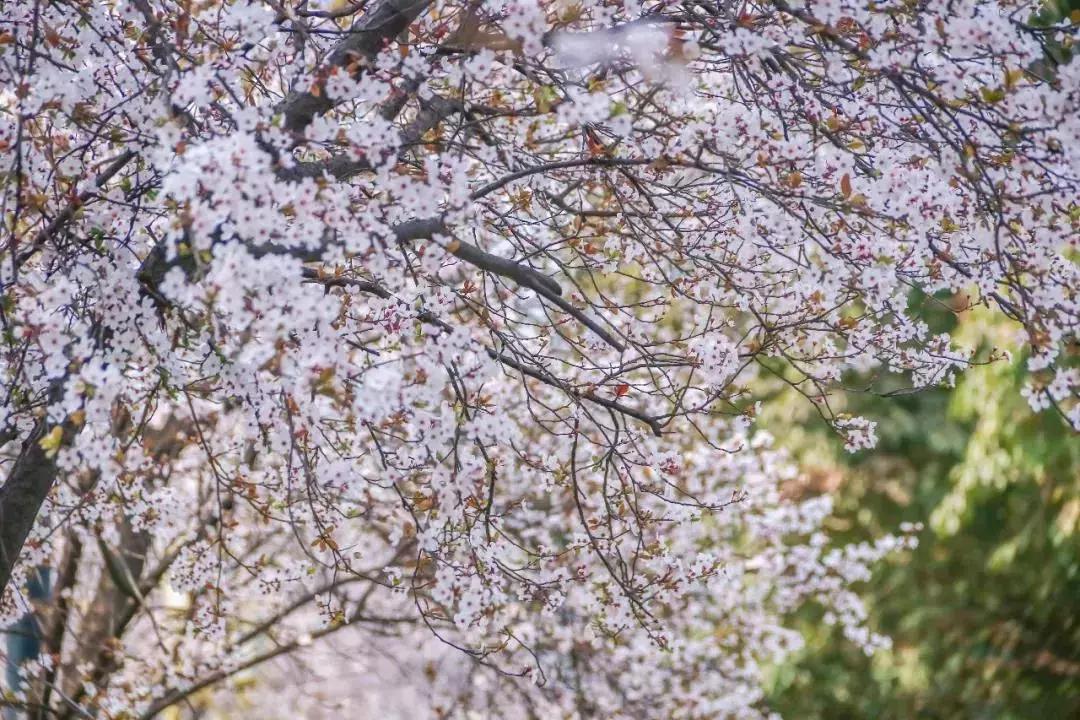 一头扎进春天里云南,美如仙境的西南民大