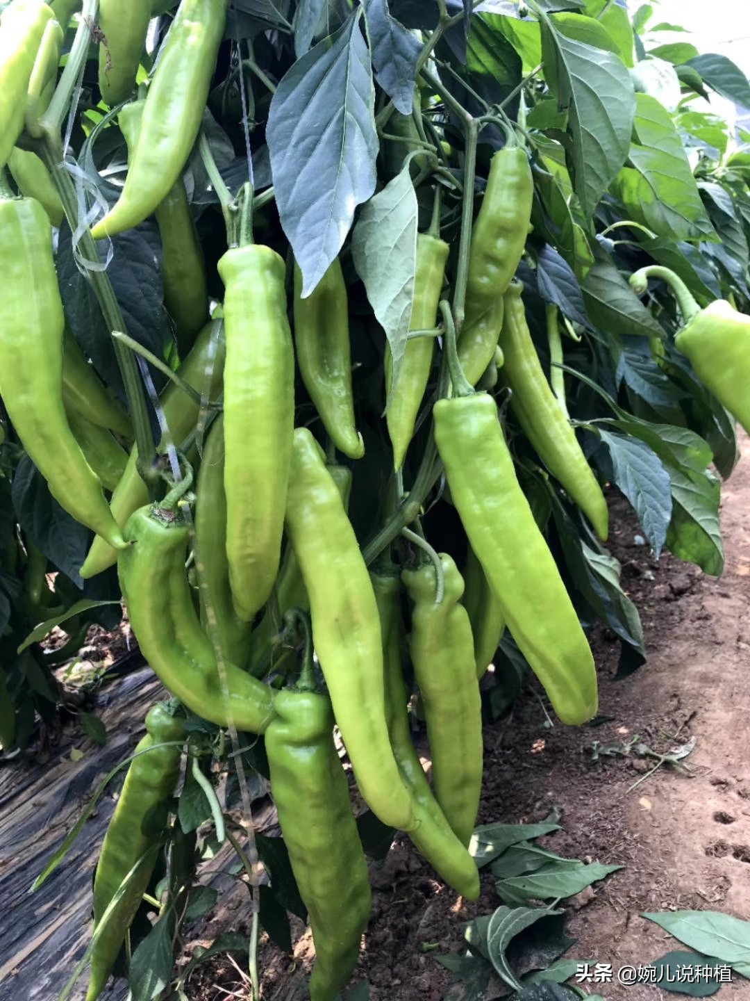 果树蔬菜生根壮根配方,见效快,扎根稳,不伤根,7天根深叶茂