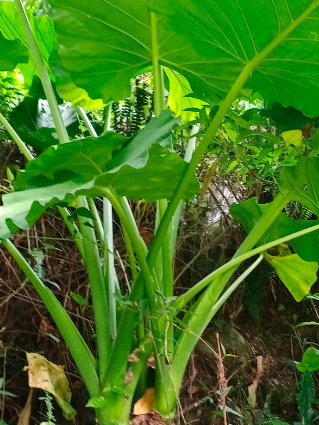 我的第一块智能手表,我的第一块运动手表