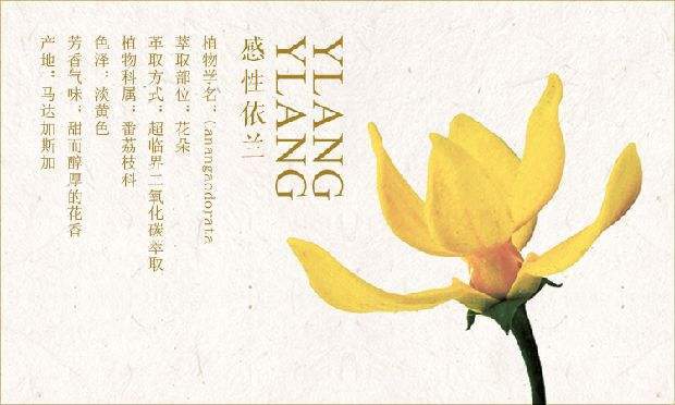 依兰精油对胸的作用,依兰精油真的有效果吗