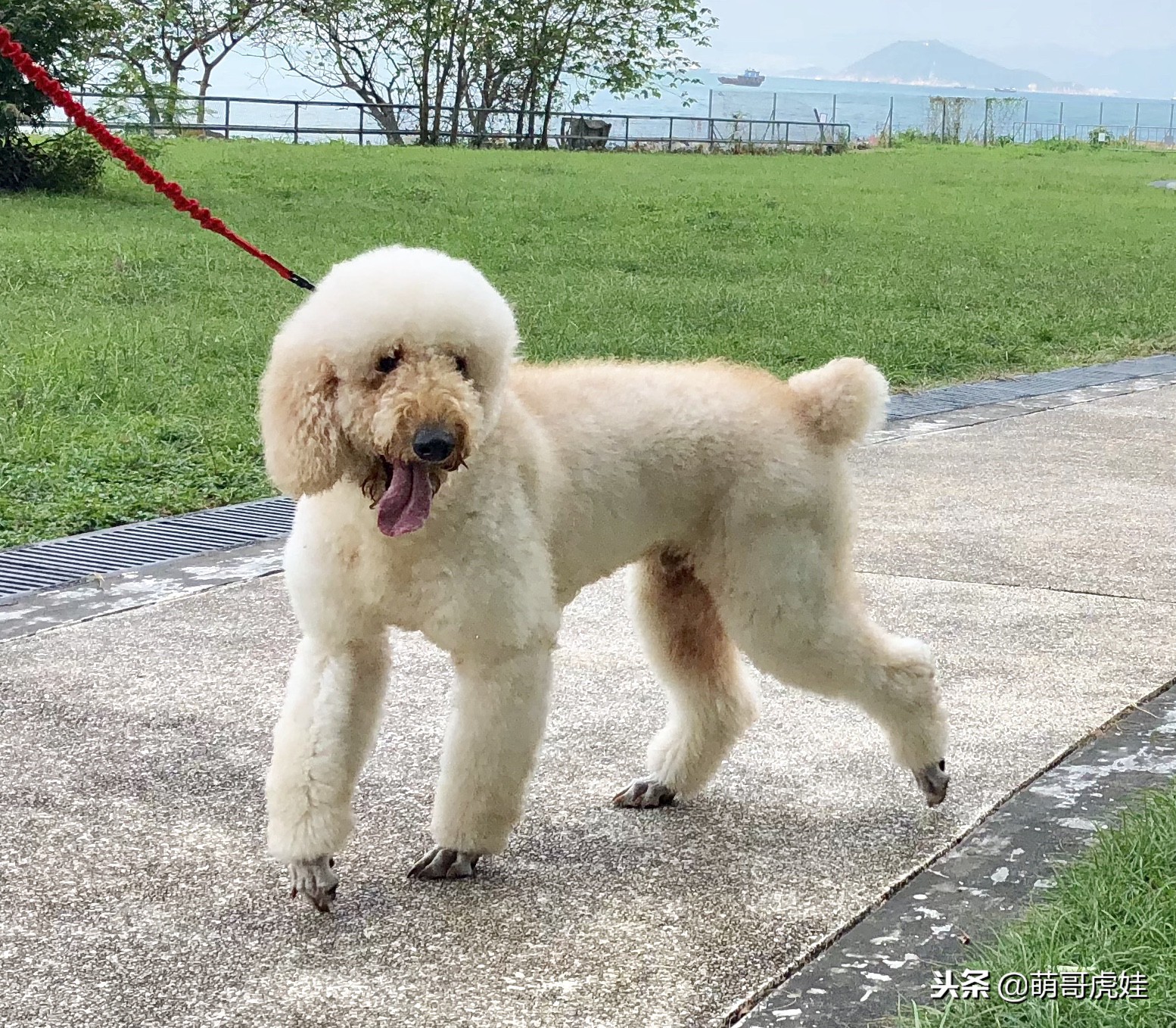 巨型贵宾犬剃完毛毛是什么样子的,巨型贵宾犬多大就能剪毛
