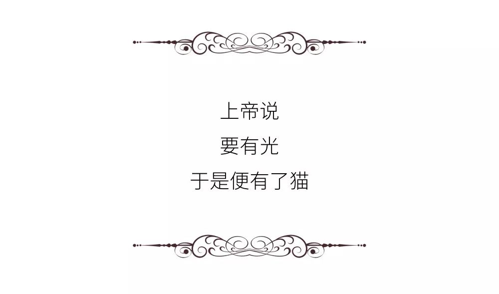 养猫的人到底有多有钱,北上广养猫的人