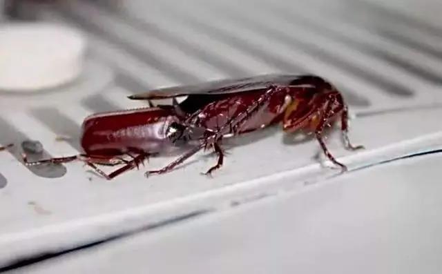 家里有蟑螂怎么彻底消除小技巧,家里出现蟑螂怎样能彻底消灭